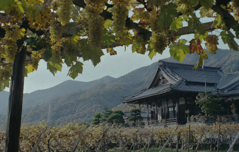 The History of Japanese Wine