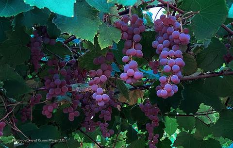 Everything You Need to Know About Kazumi Wine