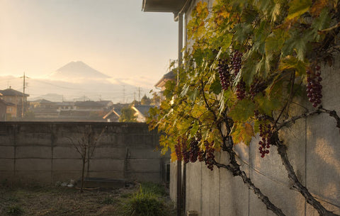 Grapevine heavy with red grape clusters on the wall of a Japanese backyard, Mount Fuji in the distance
