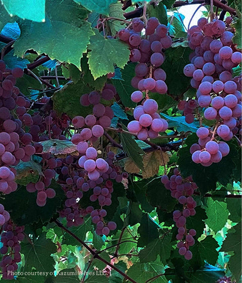 Kazumi Napa Valley Koshu | 94 Pts White Wine