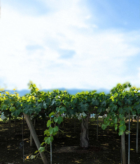 Kazumi Napa Valley Koshu | 94 Pts White Wine