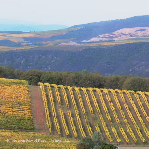 Kazumi's Napa Valley vineyard — the only place in America where Koshu grows.