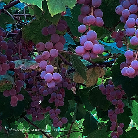 Pink-skinned Koshu, ripening in Napa.