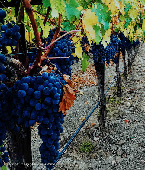 Kazumi Napa Valley Cabernet Sauvignon | 94 Pts Red Wine