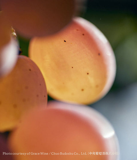 Grace Koshu  | Decanter Platinum White Wine
