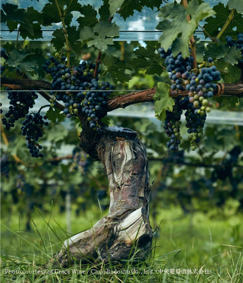 Akeno | Japanese Red Wine from Grace Wine
