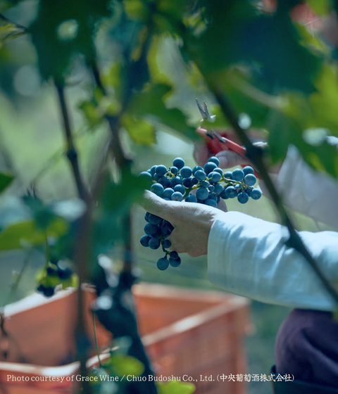 Akeno | Japanese Red Wine from Grace Wine