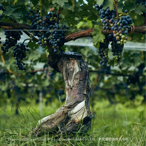 Koshu — Japan's native, pink-skinned white grape — ripening in Yamanashi.